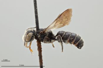 Media type: image;   Entomology 16975 Aspect: habitus lateral view